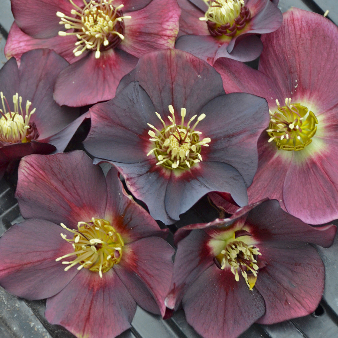 Lenten Rose 'Honeymoon Rome in Red' (Helleborus)