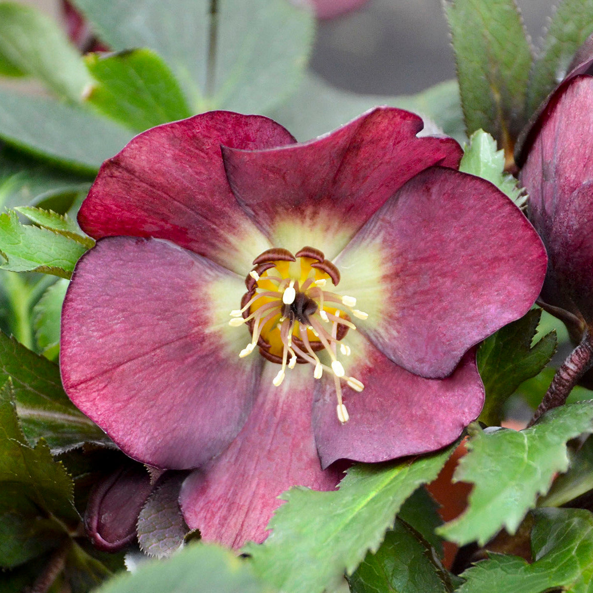 Lenten Rose 'Honeymoon Rome in Red' (Helleborus)