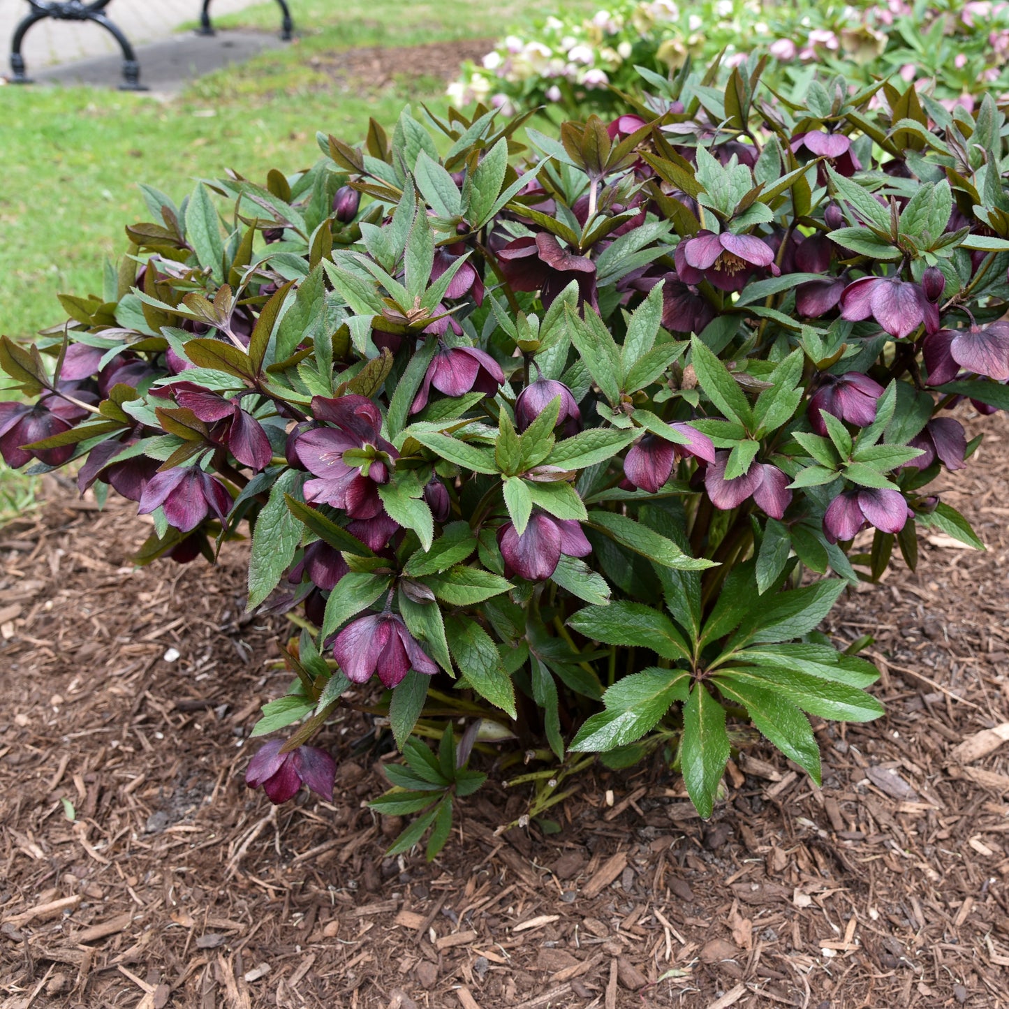 Lenten Rose 'Honeymoon Rome in Red' (Helleborus)