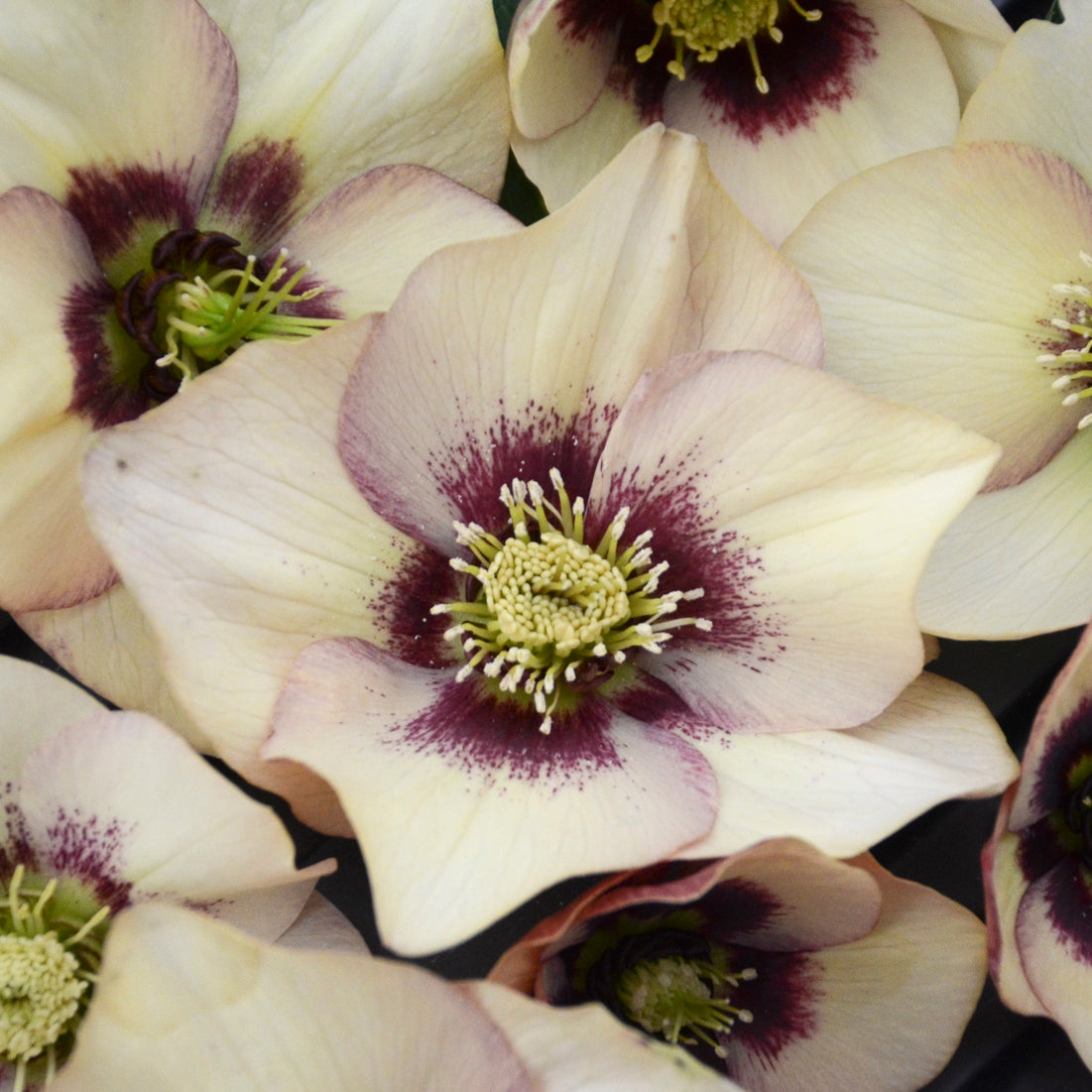 Lenten Rose 'Honeymoon Sandy Shores' (Helleborus)