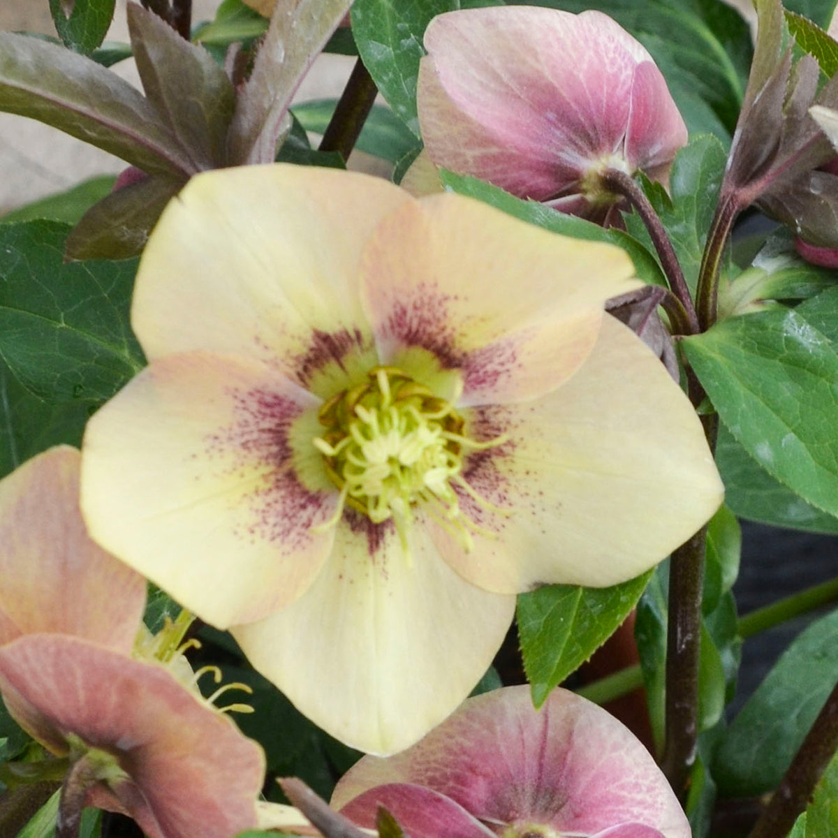 Lenten Rose 'Honeymoon Sandy Shores' (Helleborus)
