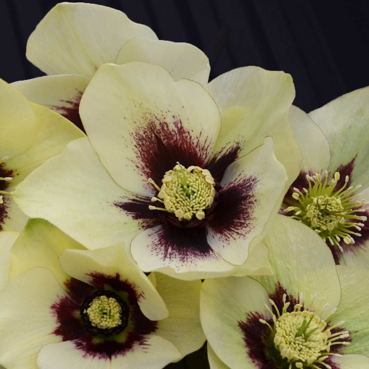 Lenten Rose 'Honeymoon Spanish Flare' (Helleborus)