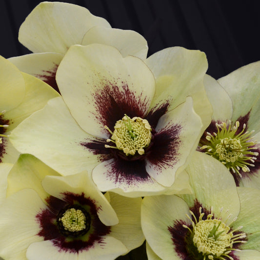 Lenten Rose 'Honeymoon Spanish Flare' (Helleborus)