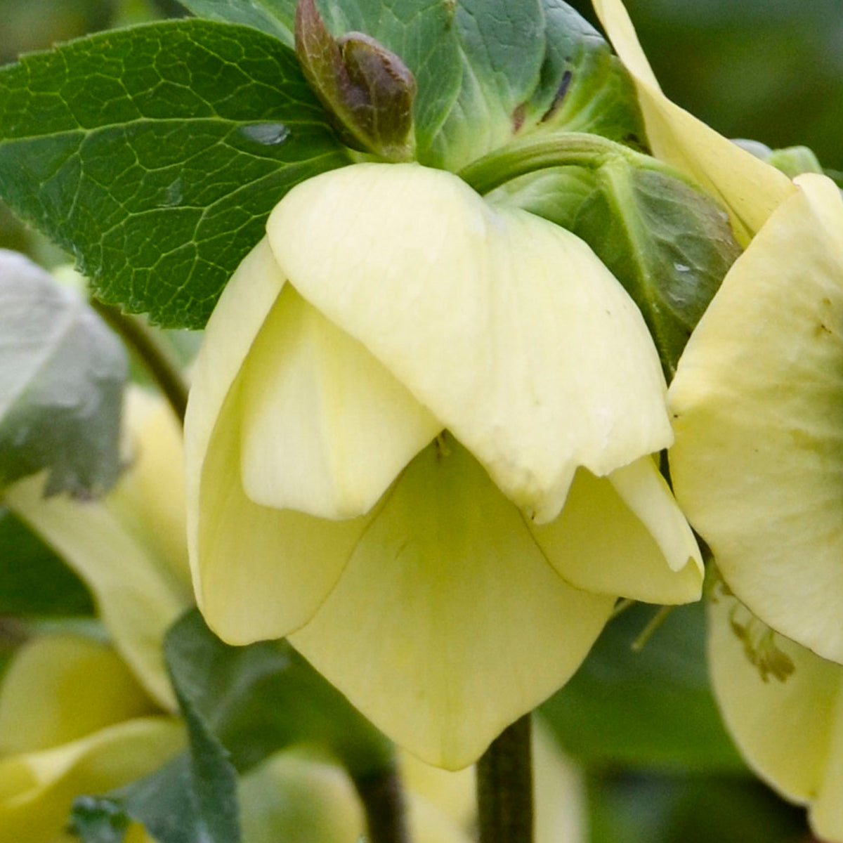 Lenten Rose 'Honeymoon Spanish Flare' (Helleborus)