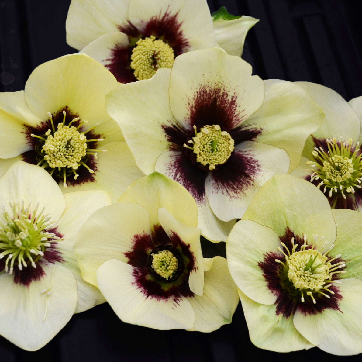 Lenten Rose 'Honeymoon Spanish Flare' (Helleborus)