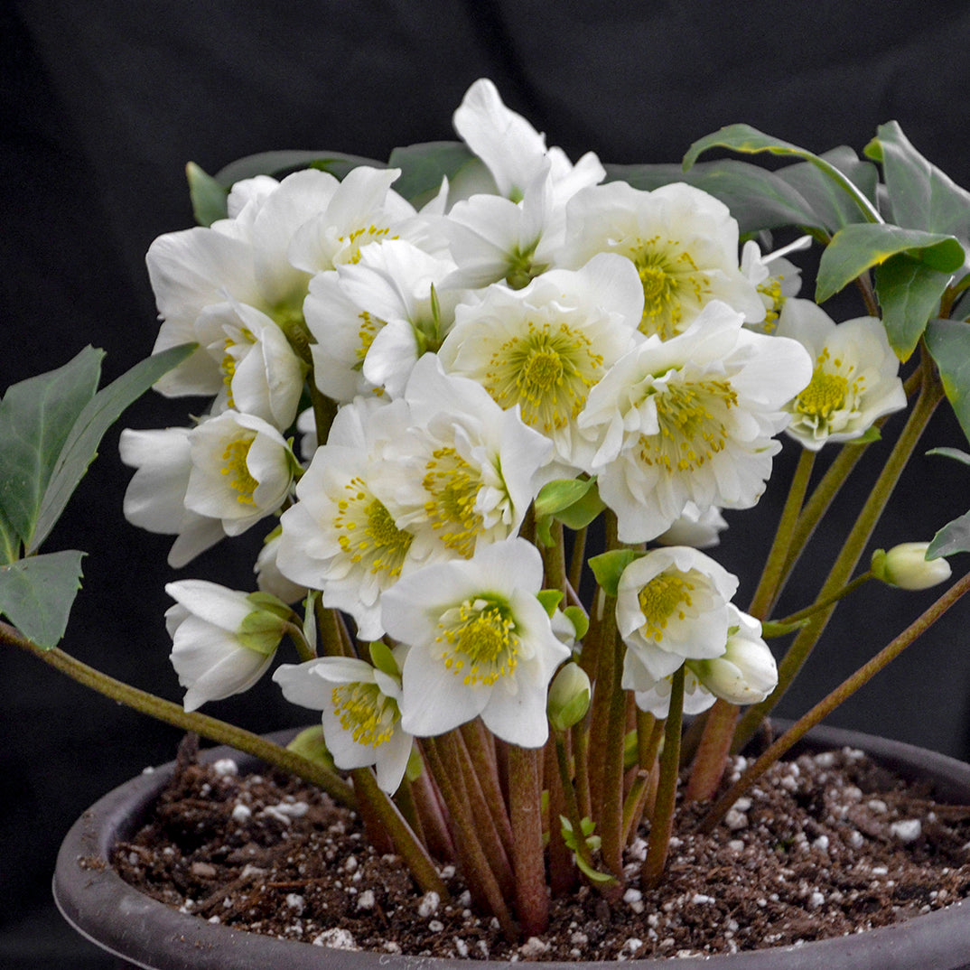 Christmas Rose 'Snowbells' (Helleborus)