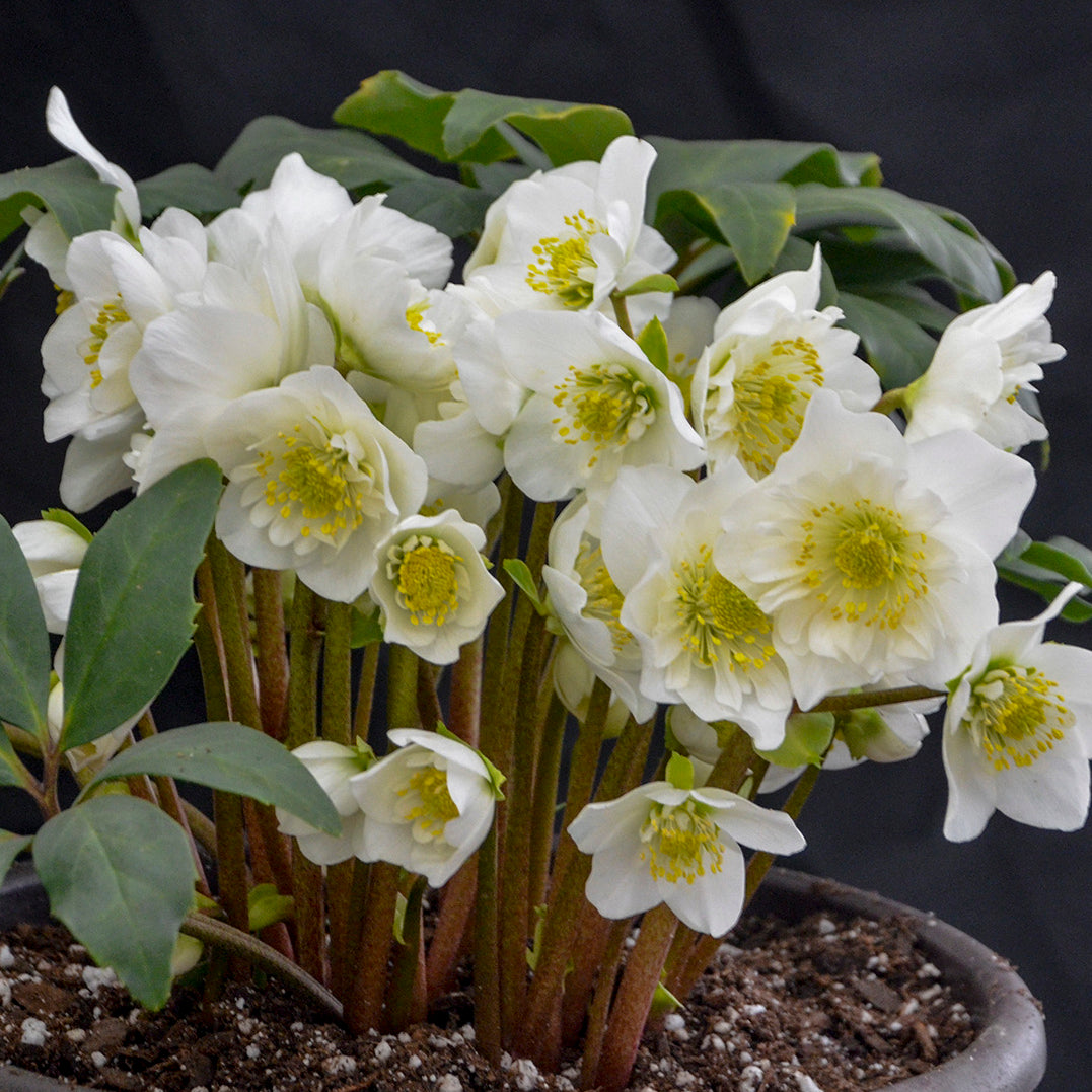 Christmas Rose 'Snowbells' (Helleborus)