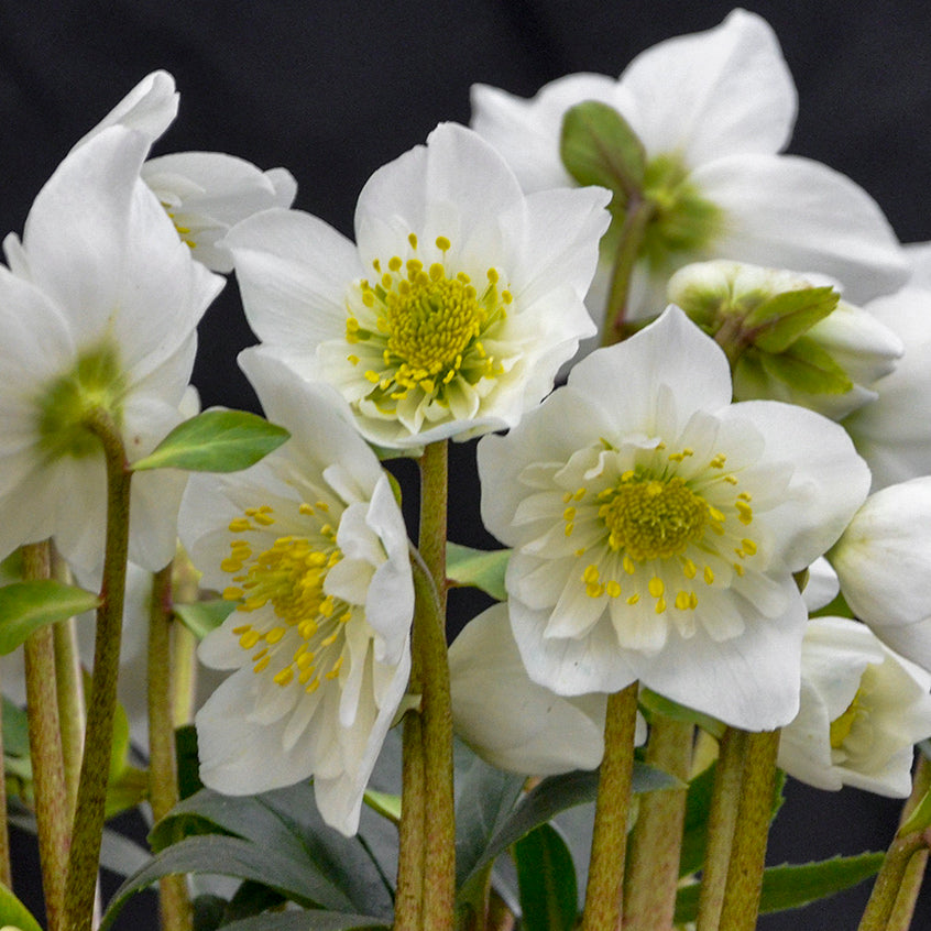 Christmas Rose 'Snowbells' (Helleborus)