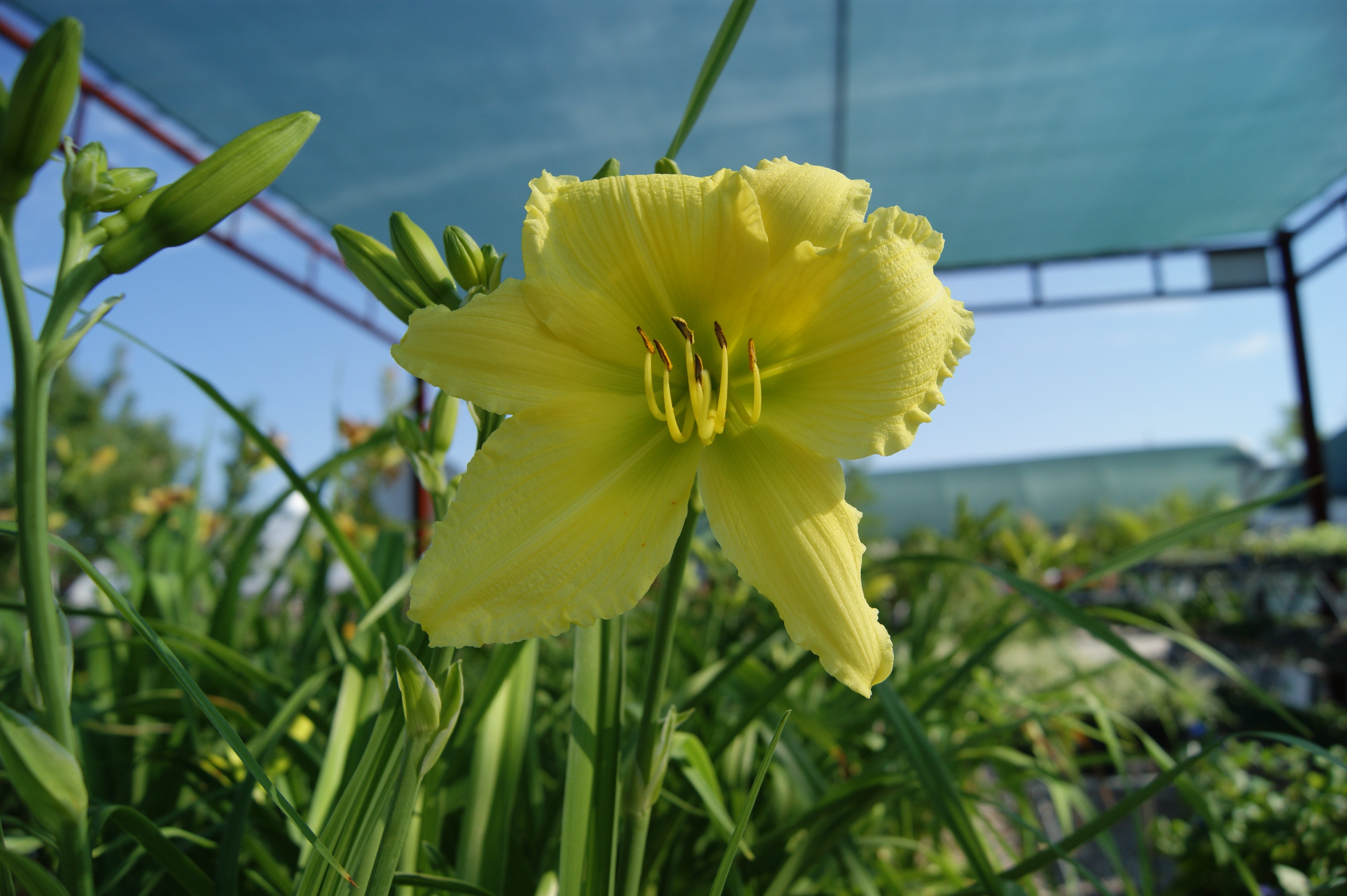 Daylily 'Big Time Happy' (Hemerocallis) – Passiglia Landscape