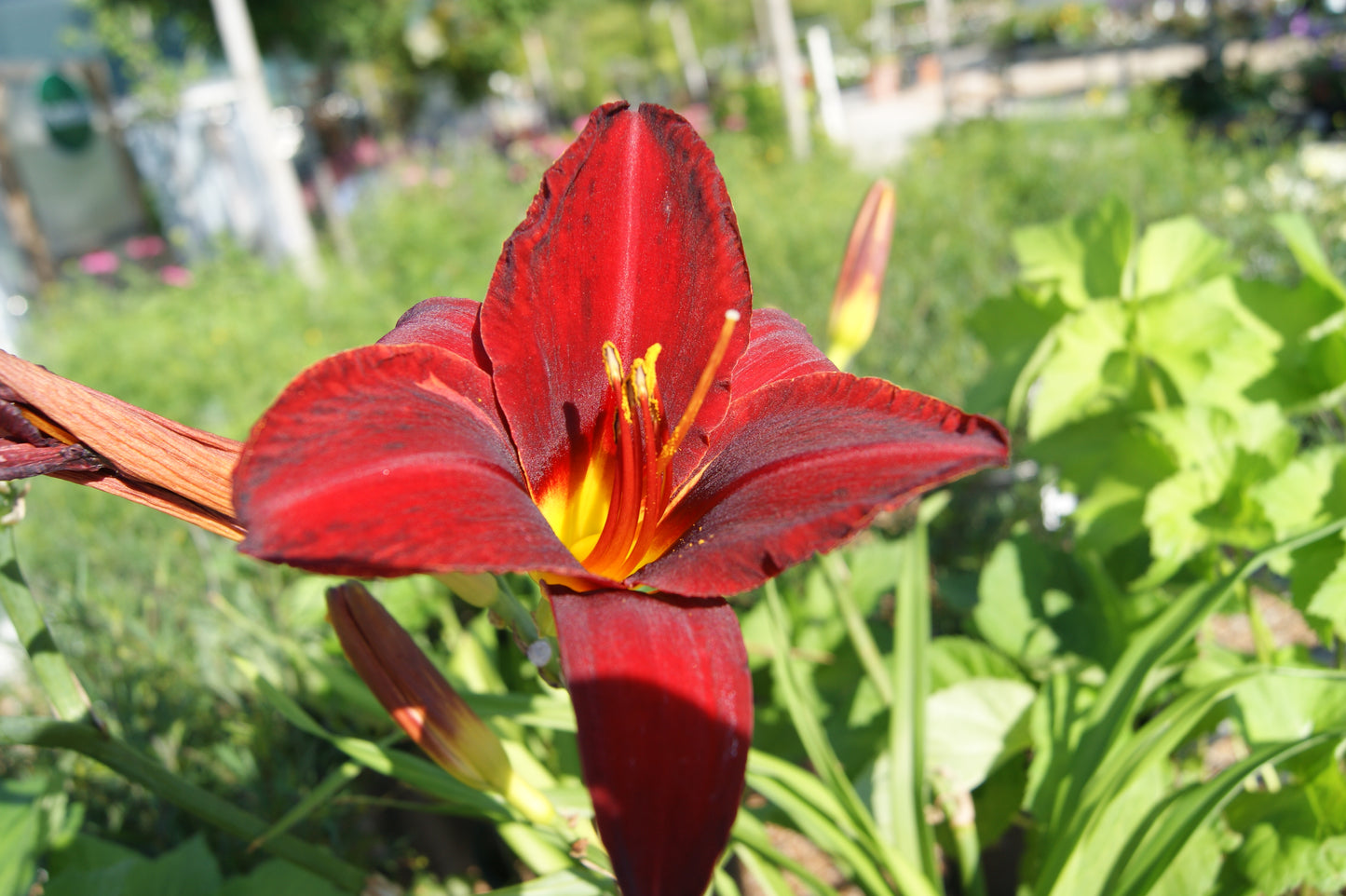 Daylily 'Mallard' (Hemerocallis)