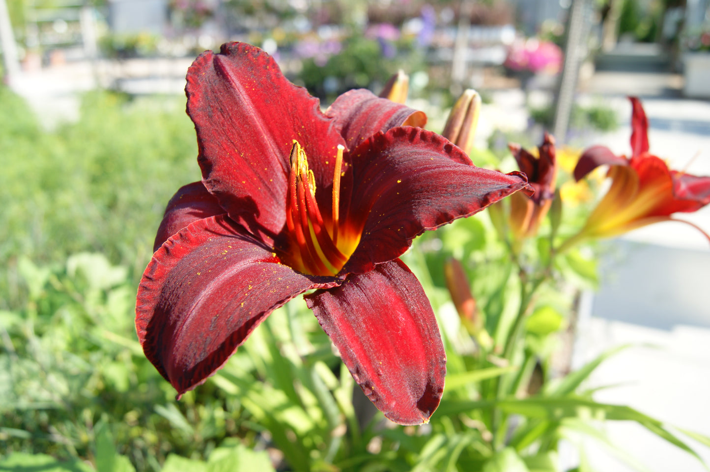 Daylily 'Mallard' (Hemerocallis)