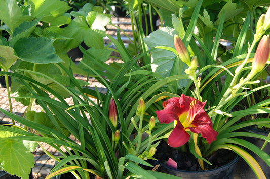 Hemerocallis 'Pardon Me'