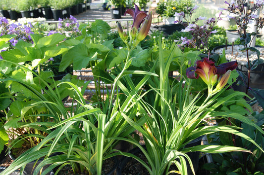 Hemerocallis 'Purple de Oro'