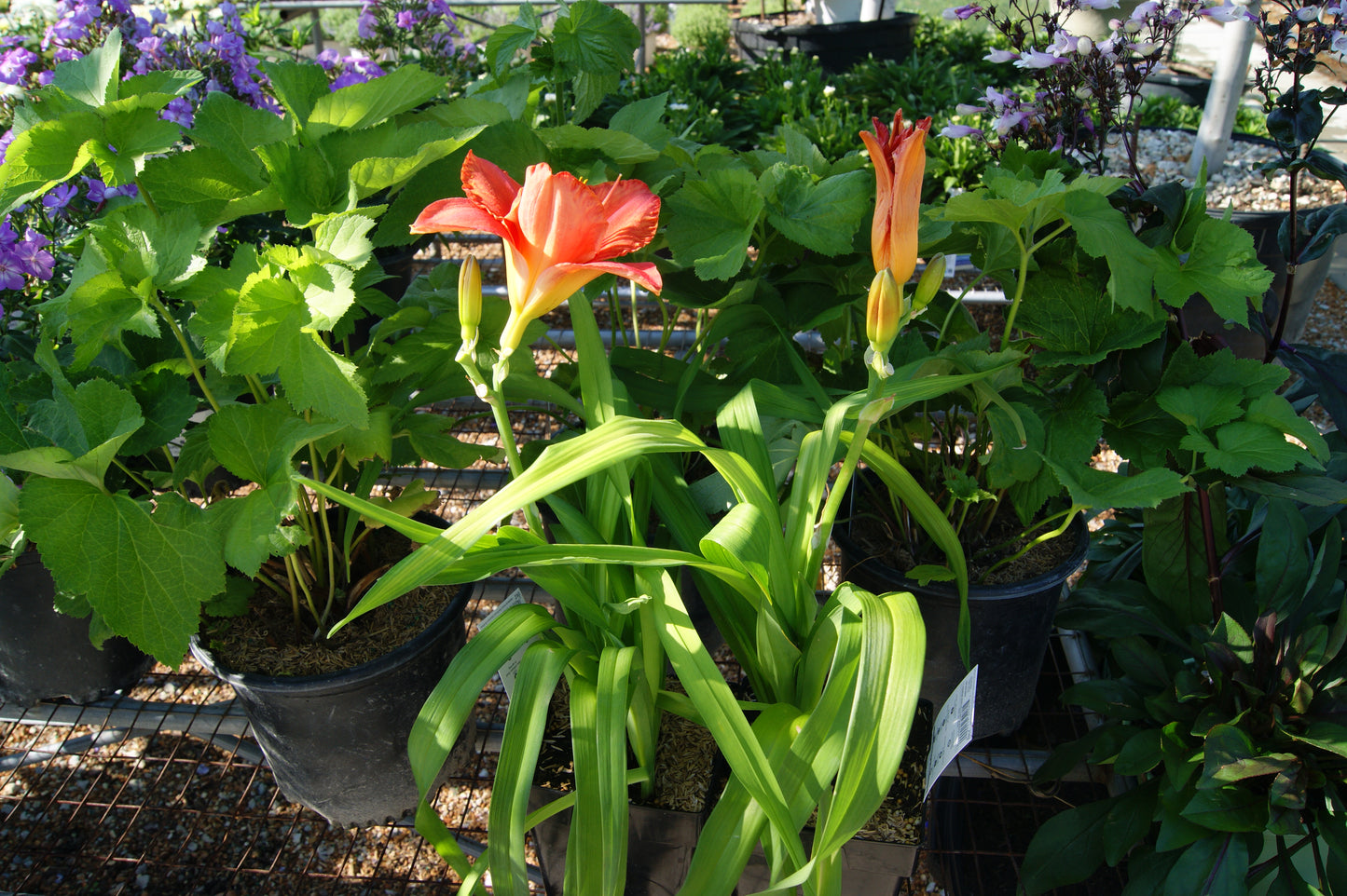 Hemerocallis 'South Seas'