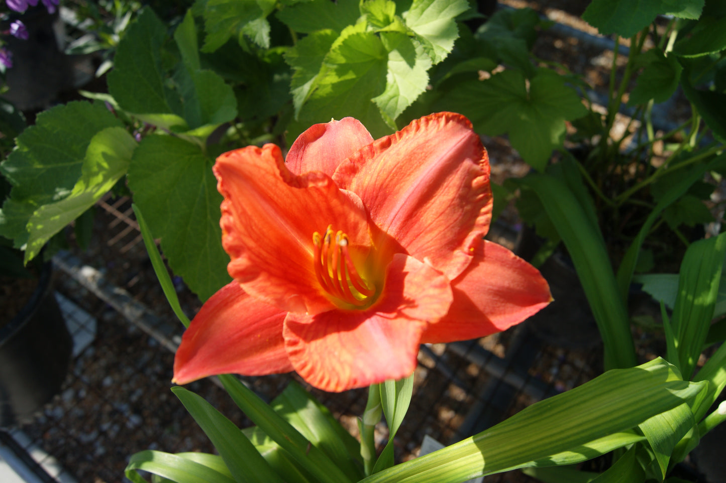 Hemerocallis 'South Seas'