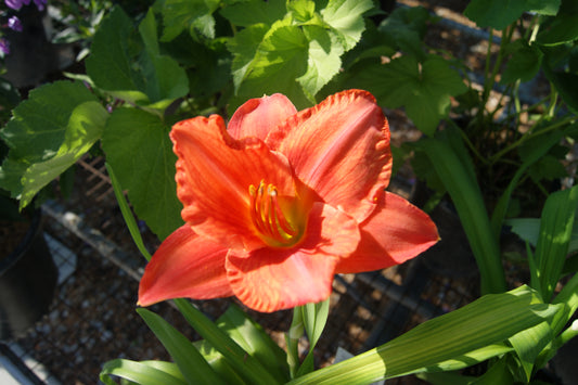 Hemerocallis 'South Seas'