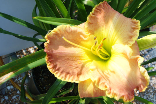 Hemerocallis 'Titan Skye'