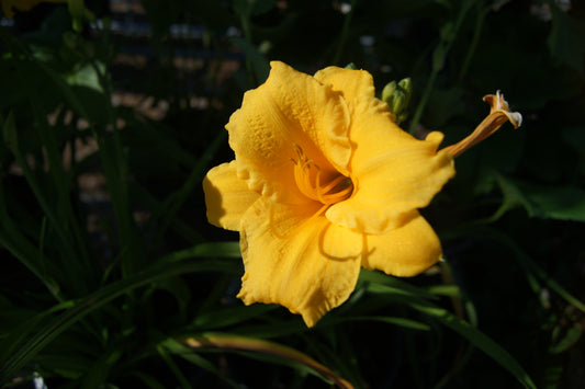 Hemerocallis 'Yellow Lollipop'