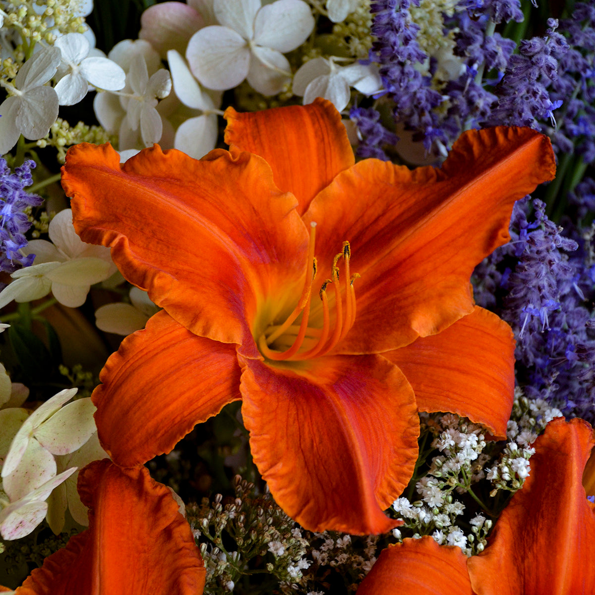 Daylily 'Alabama Jubilee' (Hemerocallis)