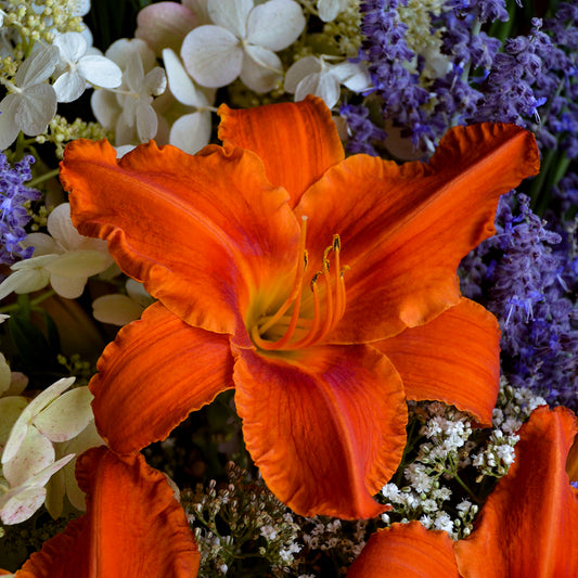 Daylily 'Alabama Jubilee' (Hemerocallis)