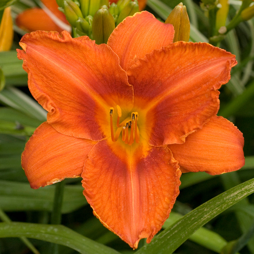 Daylily 'Alabama Jubilee' (Hemerocallis)