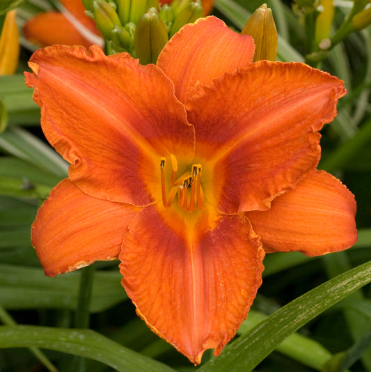 Daylily 'Alabama Jubilee' (Hemerocallis)