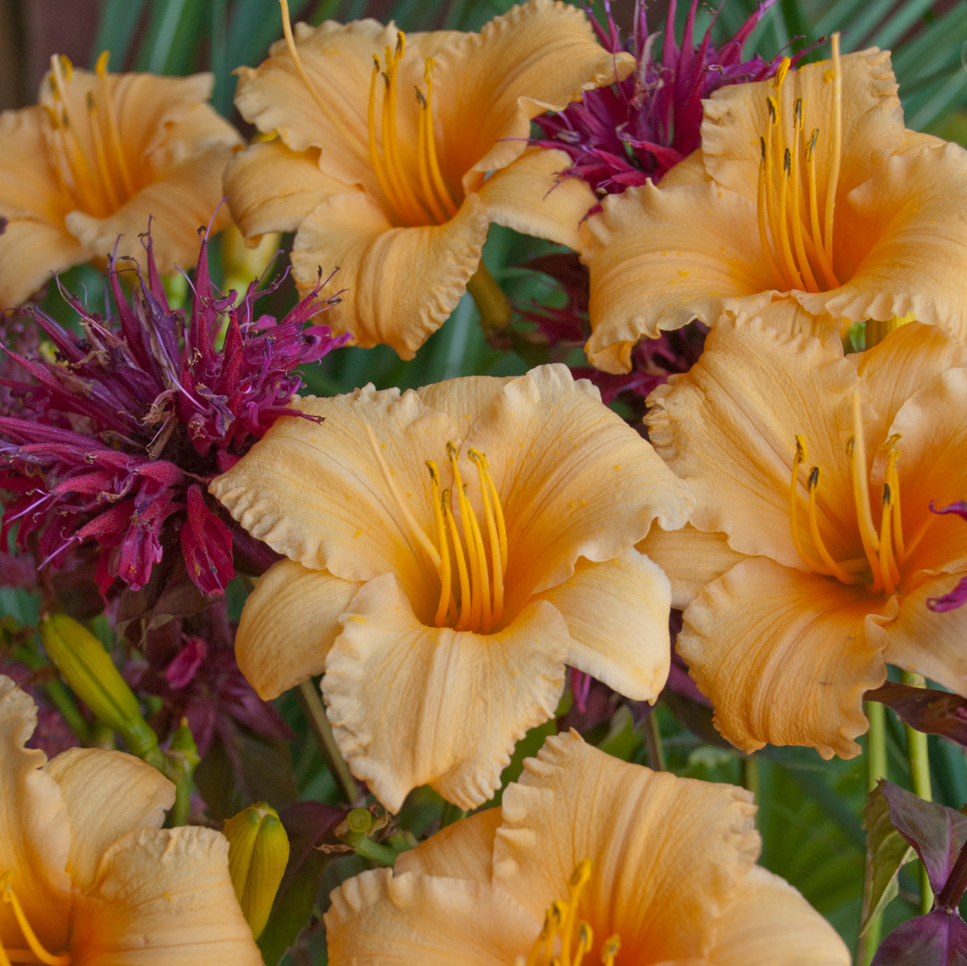 Daylily 'Apricot Sparkles' (Hemerocallis)