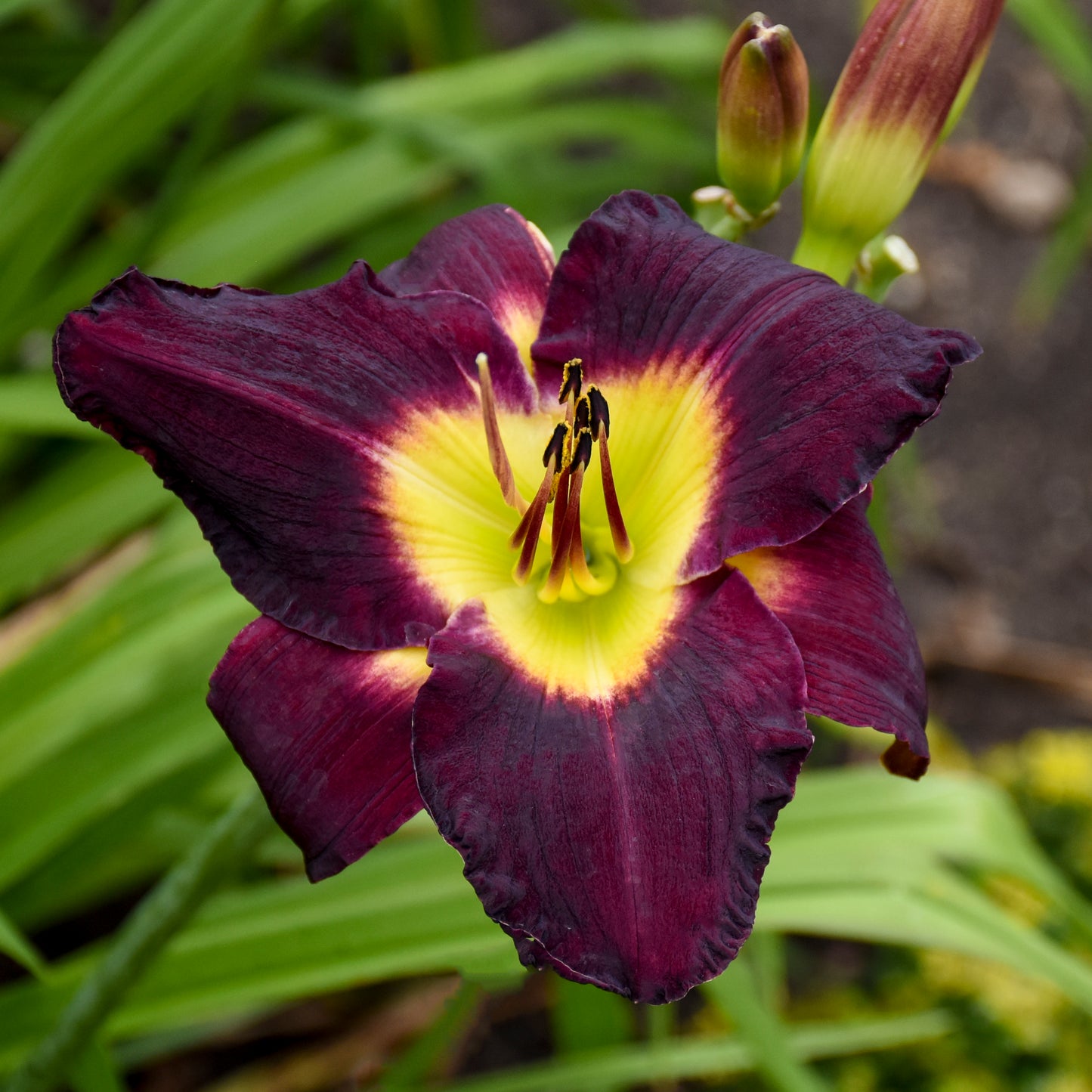Daylily 'Bela Lugosi' (Hemerocallis)