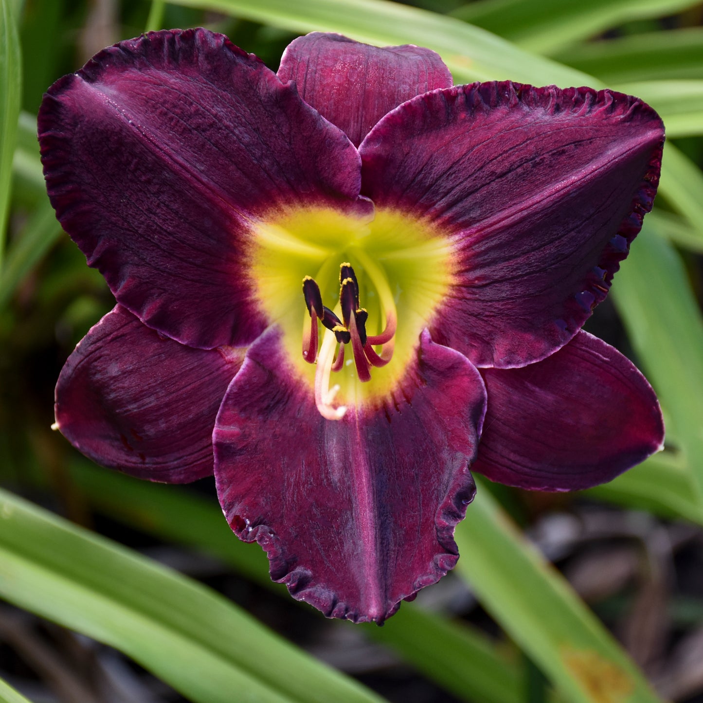 Daylily 'Bela Lugosi' (Hemerocallis)