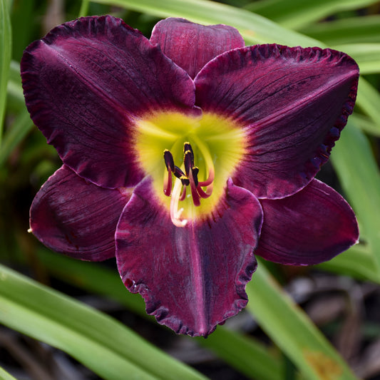 Daylily 'Bela Lugosi' (Hemerocallis)