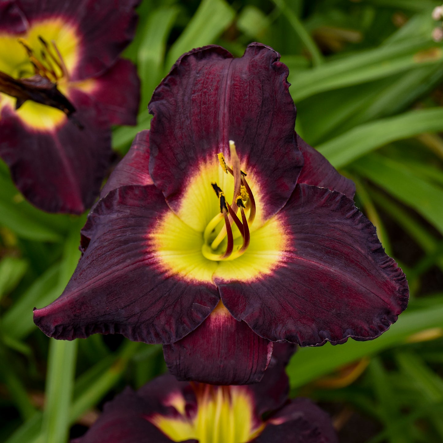 Daylily 'Bela Lugosi' (Hemerocallis)