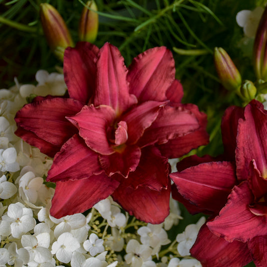 Daylily 'Double Pardon Me' (Hemerocallis)