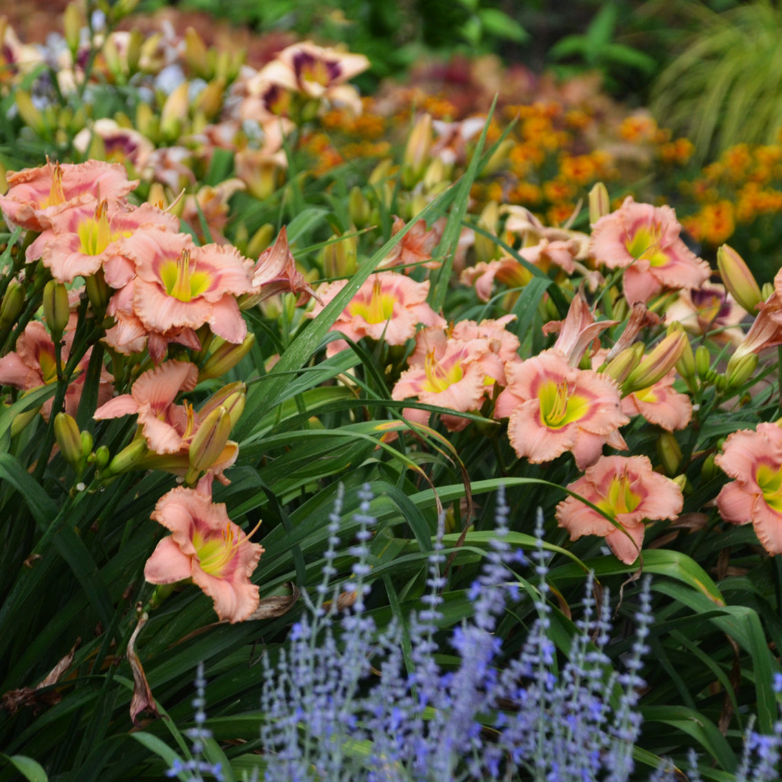 Daylily 'Elegant Candy' (Hemerocallis)