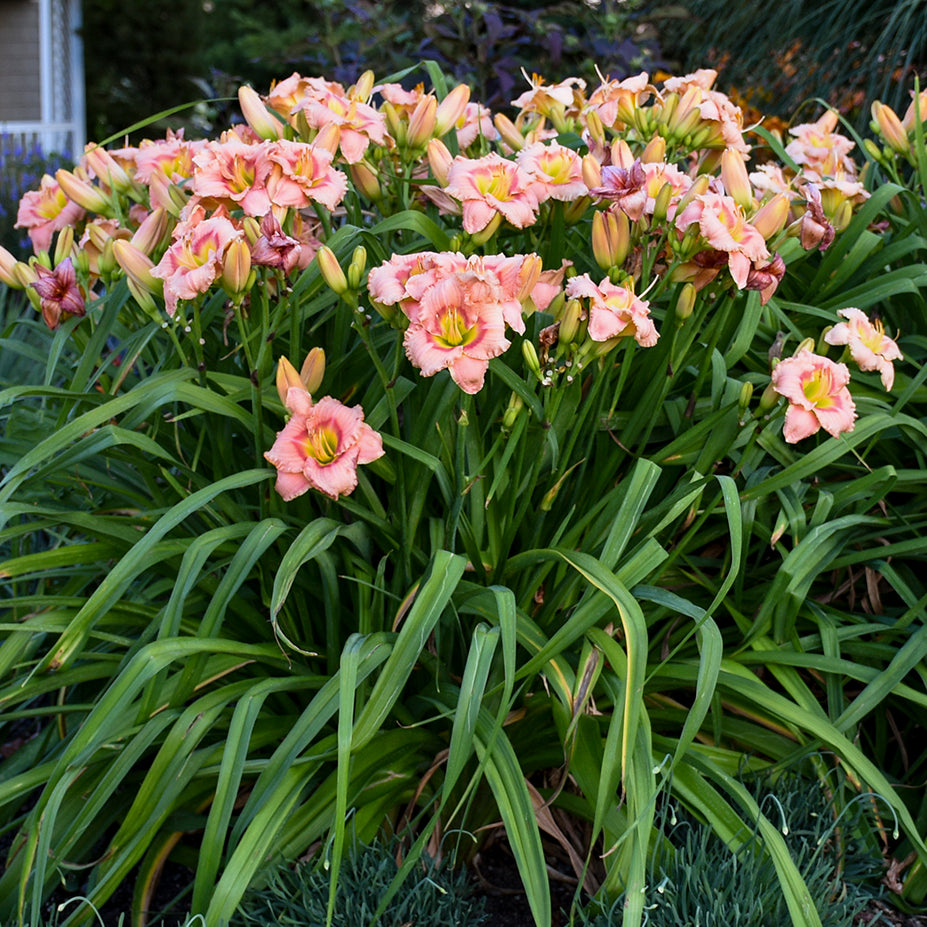 Daylily 'Elegant Candy' (Hemerocallis)
