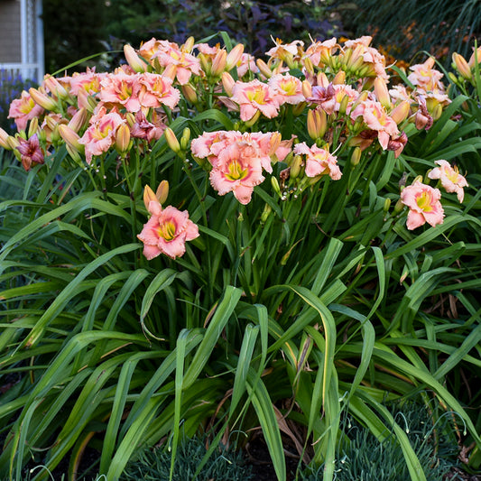 Daylily 'Elegant Candy' (Hemerocallis)