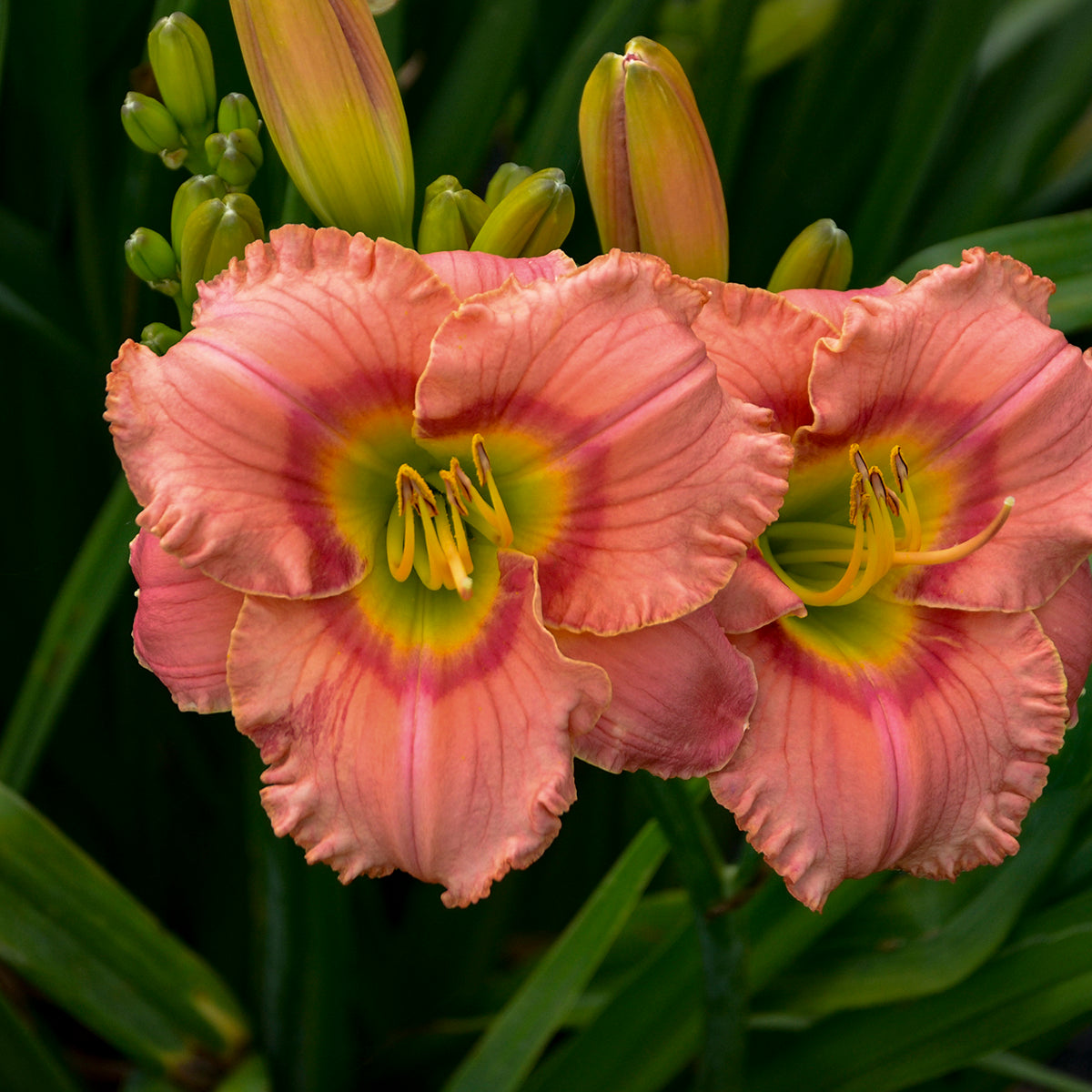 Daylily 'Elegant Candy' (Hemerocallis)