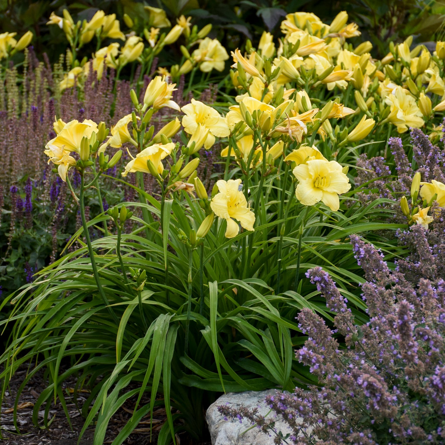 Daylily 'Going Bananas' (Hemerocallis)