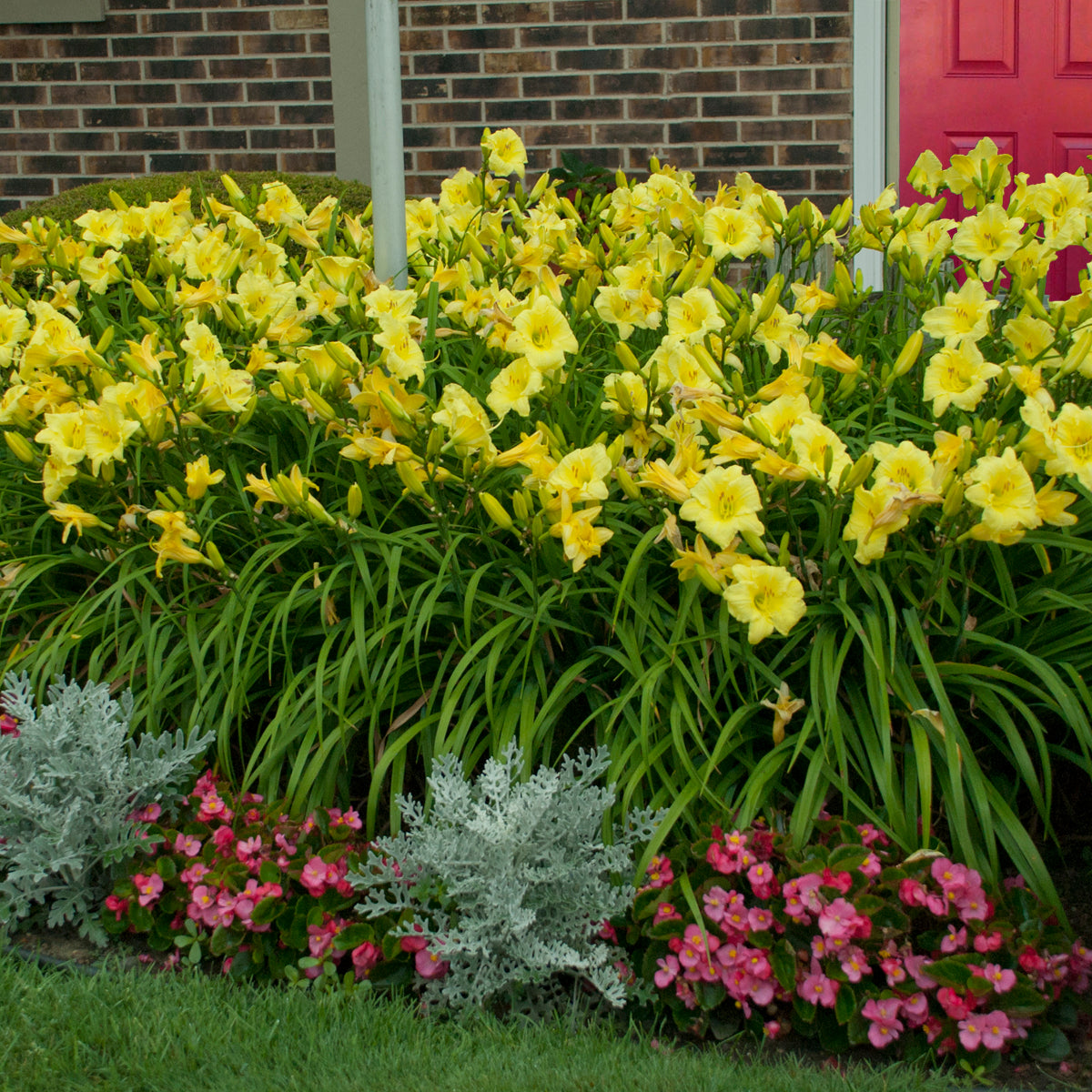 Daylily 'Going Bananas' (Hemerocallis)