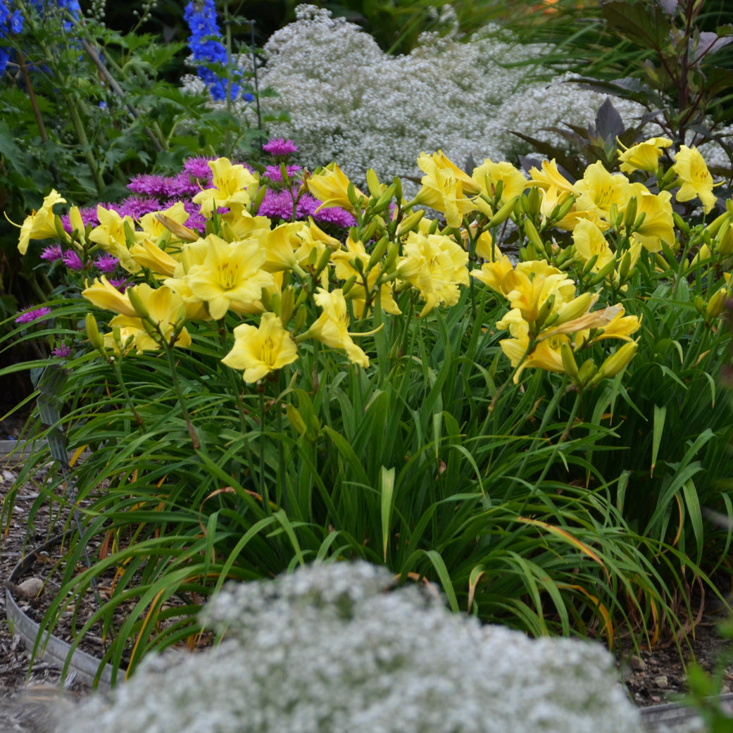 Daylily 'Going Bananas' (Hemerocallis)