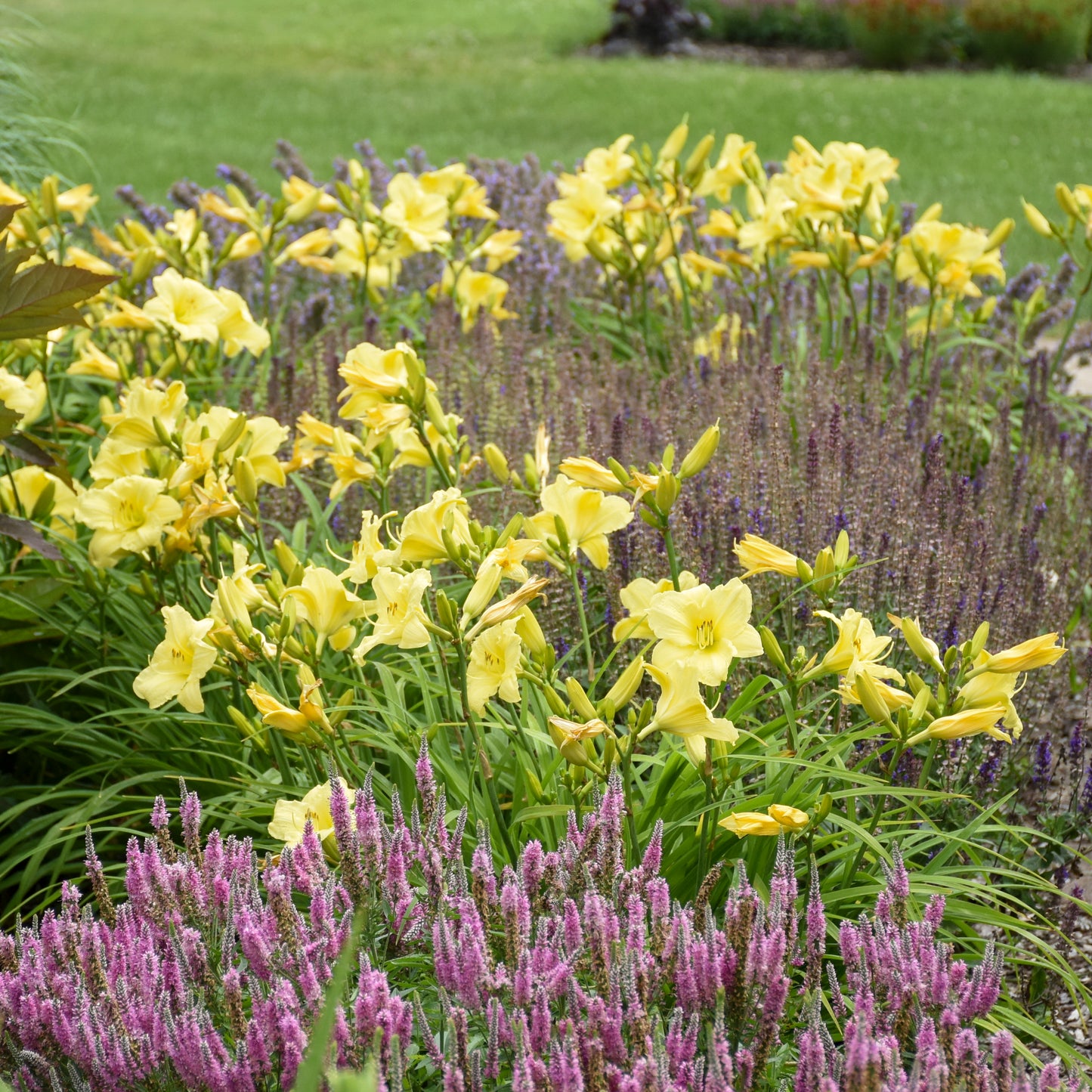 Daylily 'Going Bananas' (Hemerocallis)