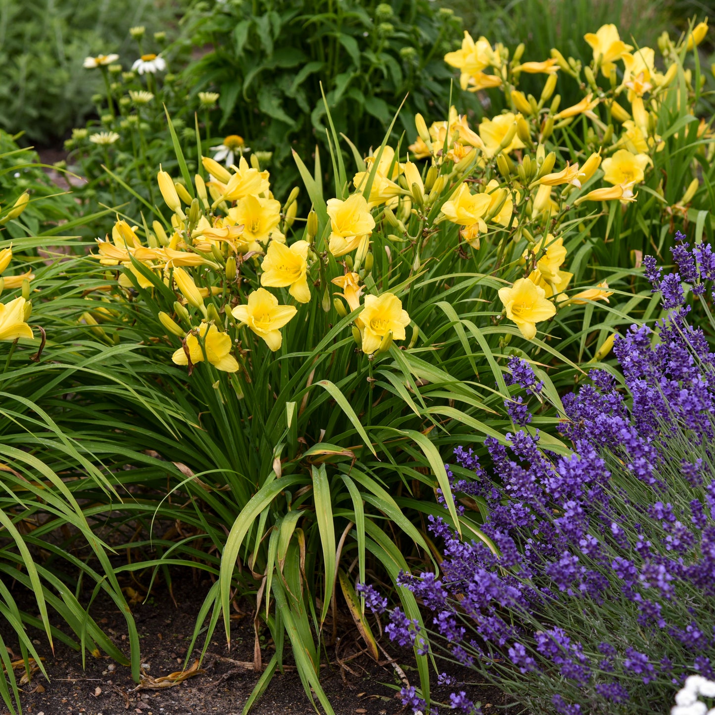 Daylily 'Happy Returns' (Hemerocallis)