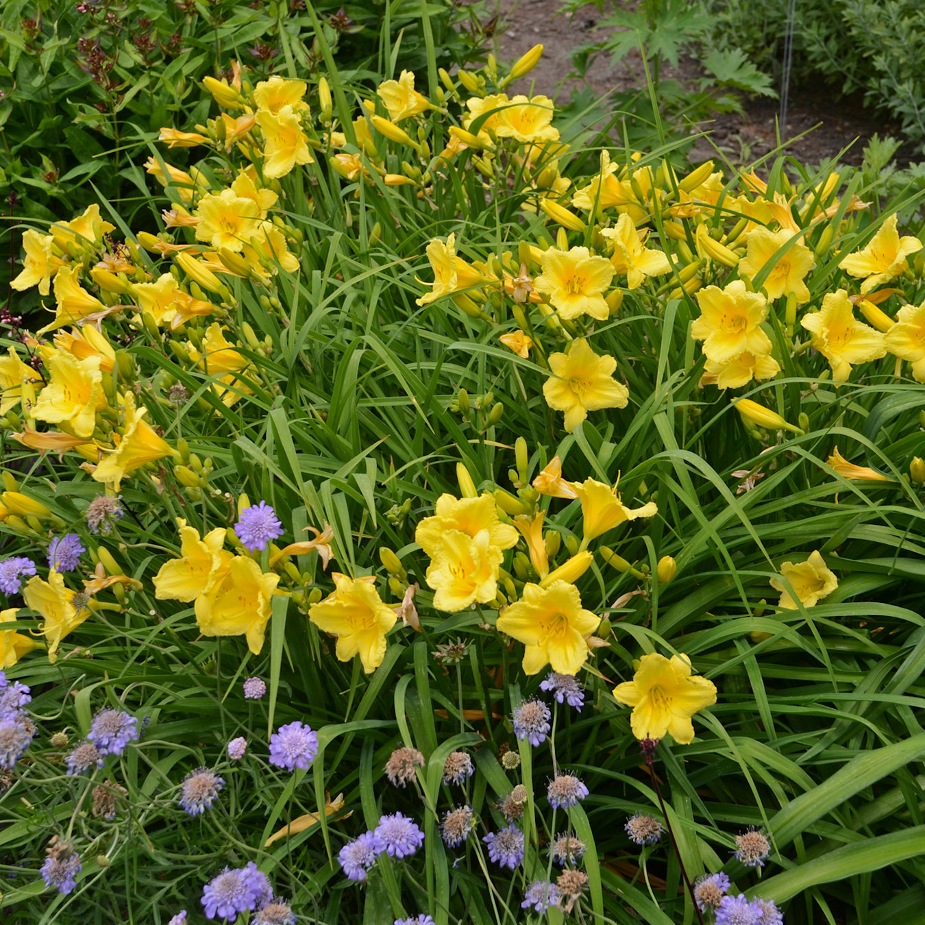 Daylily 'Happy Returns' (Hemerocallis)