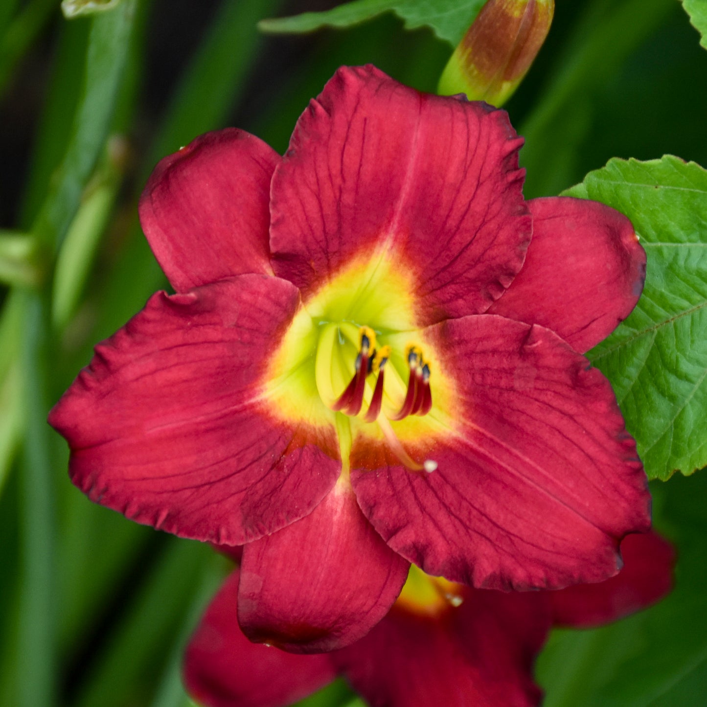 Daylily 'Pardon Me' (Hemerocallis)