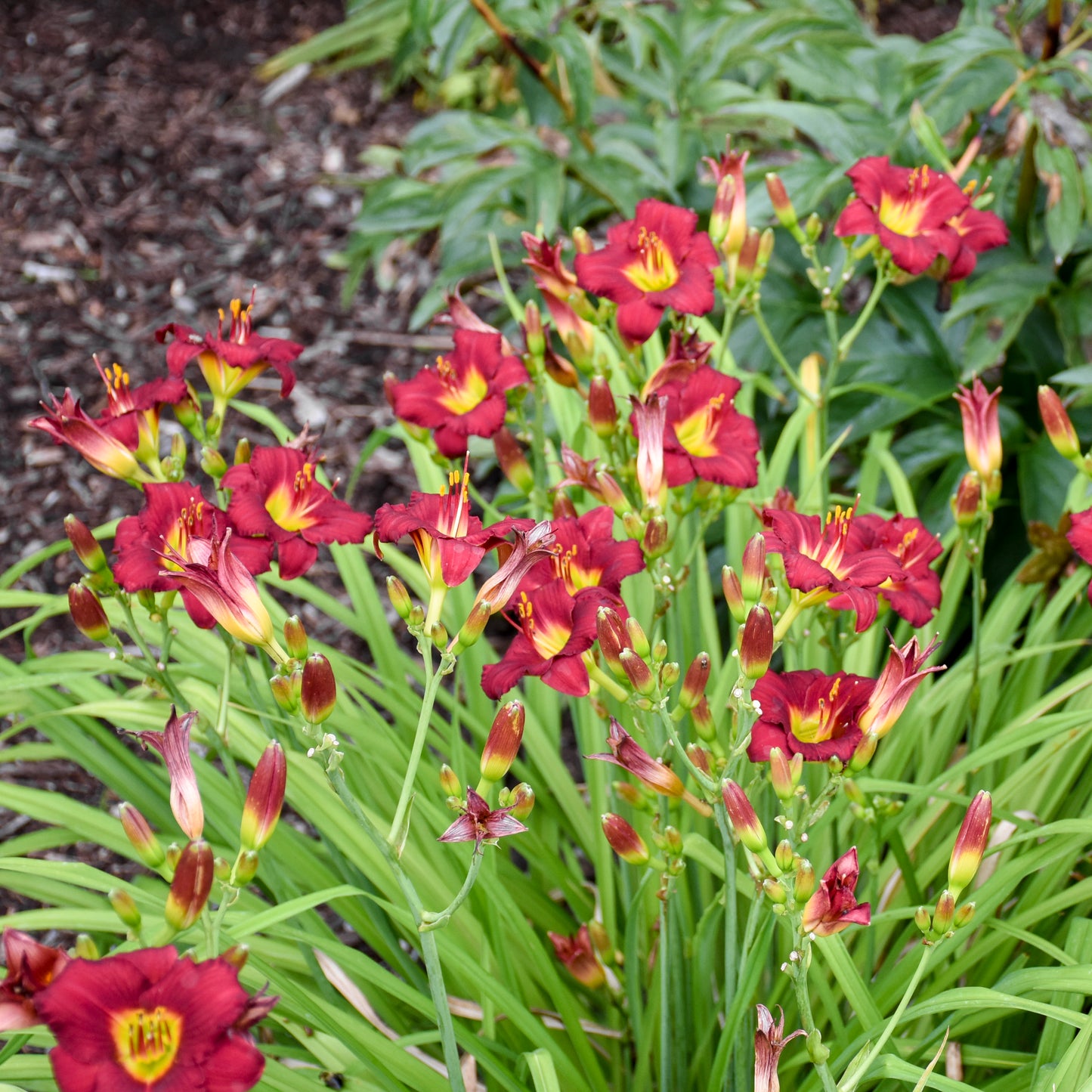 Daylily 'Pardon Me' (Hemerocallis)