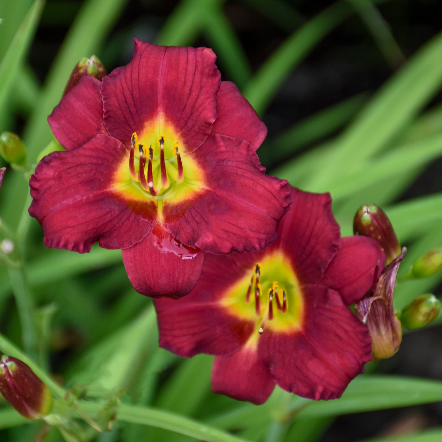 Daylily 'Pardon Me' (Hemerocallis)