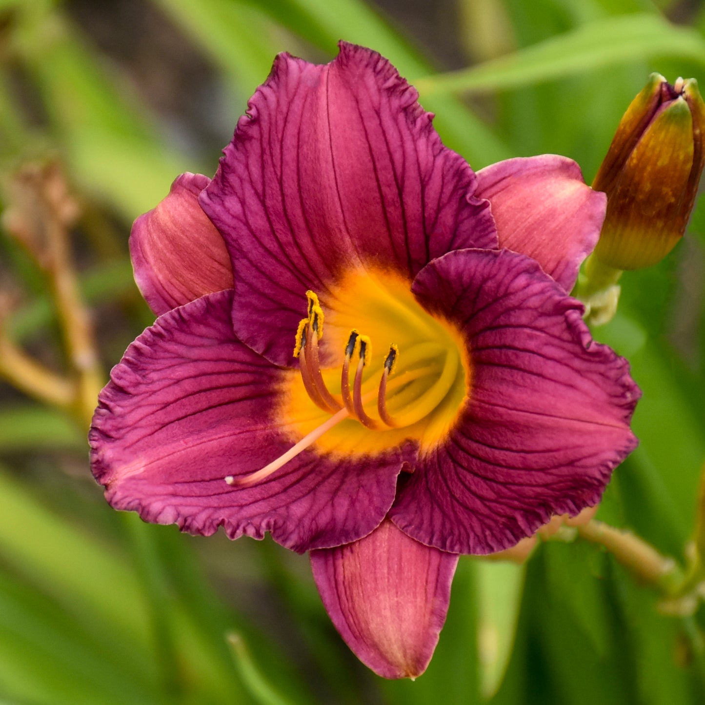 Daylily 'Purple de Oro' (Hemerocallis)