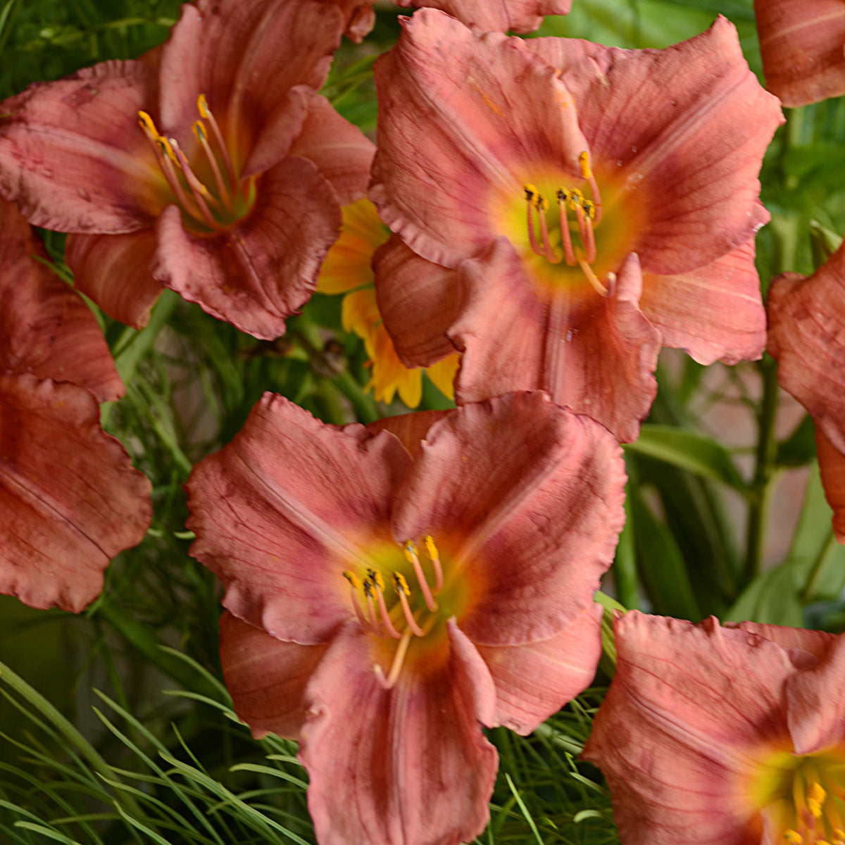 Daylily 'Rosy Returns' (Hemerocallis)