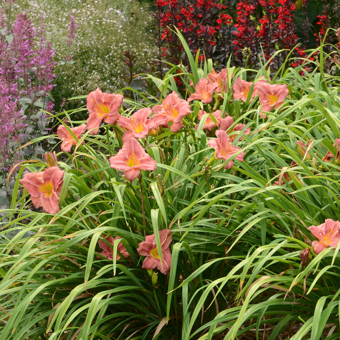 Daylily 'Rosy Returns' (Hemerocallis)