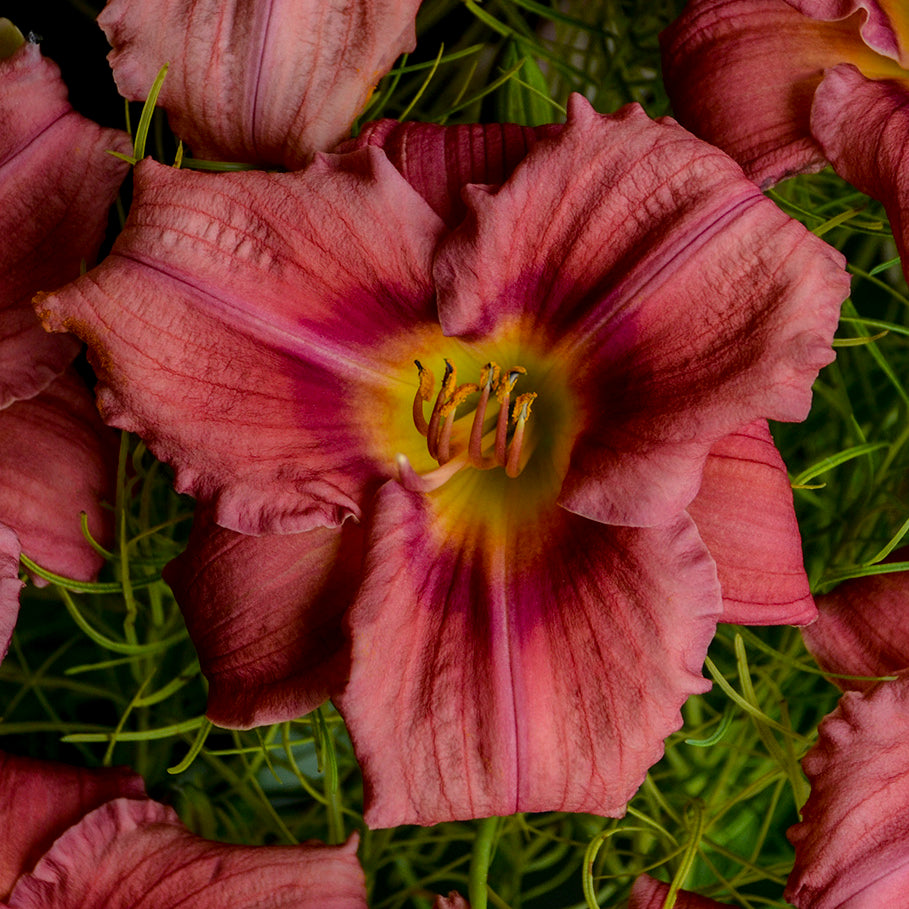 Daylily 'Rosy Returns' (Hemerocallis)