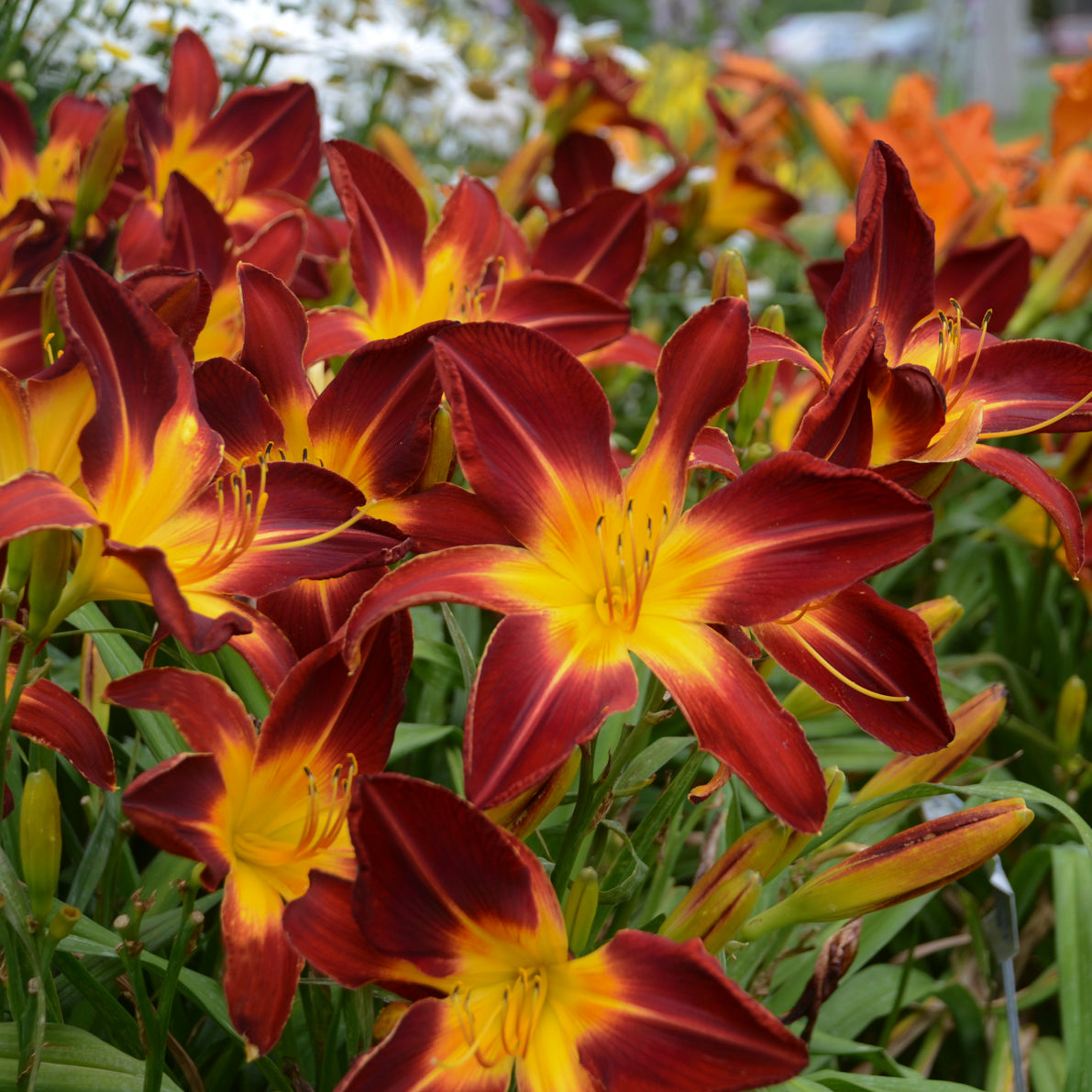 Daylily 'Ruby Spider' (Hemerocallis)